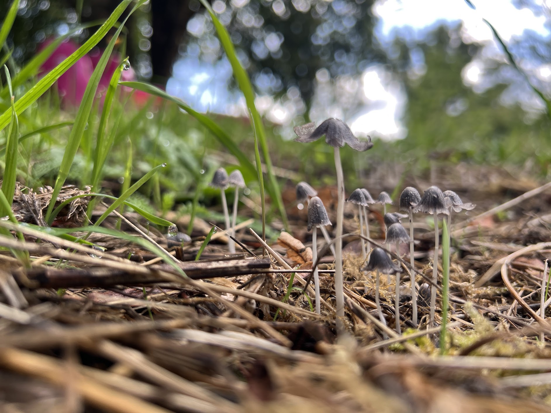 Landscaping en Luinieren